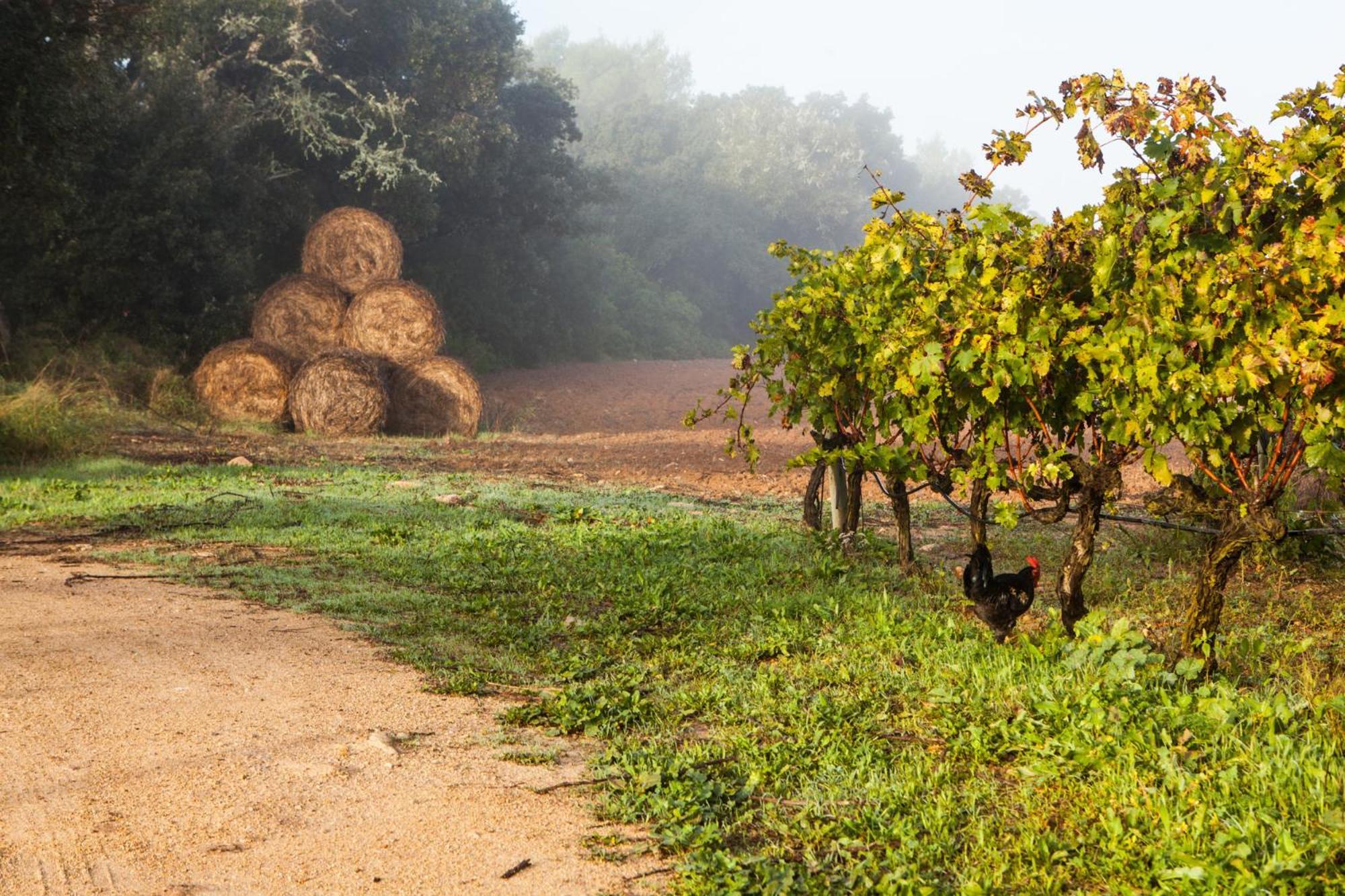 Oliver Moragues Grandhouse & Vineyard Algaida  Extérieur photo