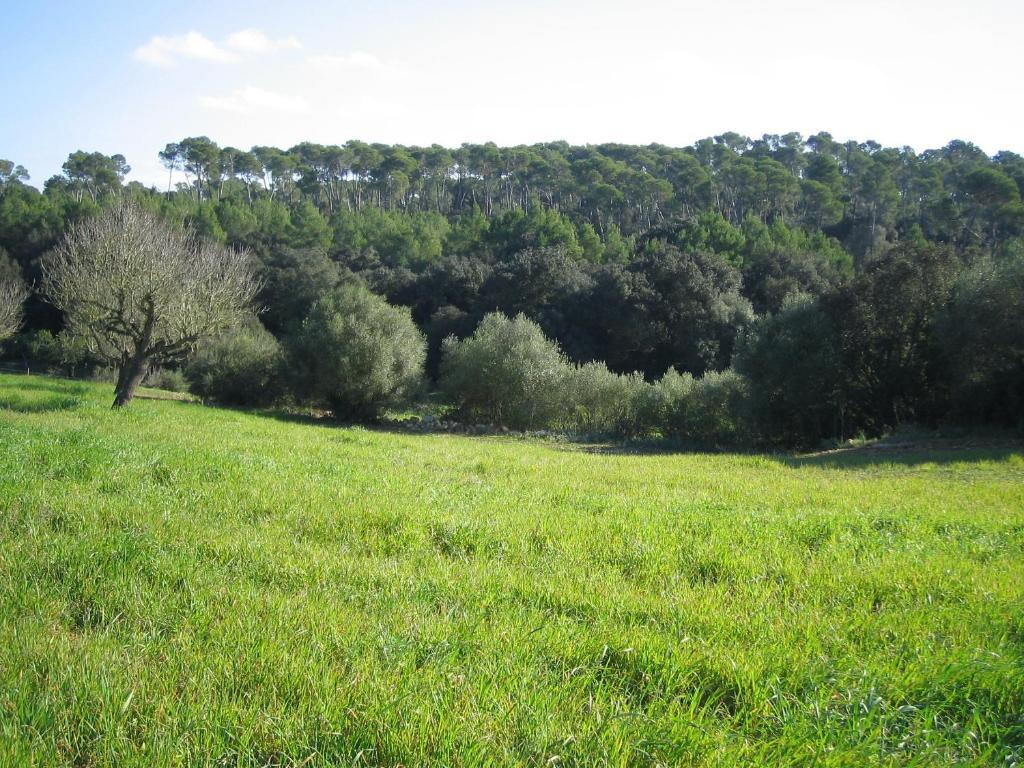 Oliver Moragues Grandhouse & Vineyard Algaida  Extérieur photo